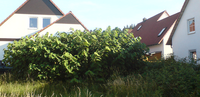 Can I Get a Mortgage with Japanese Knotweed?